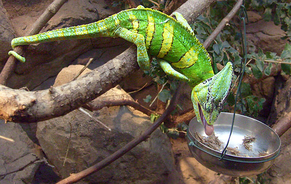 Jemen-Chamäleon Fütterung im Zoo Wuppertal im Dezember 2008