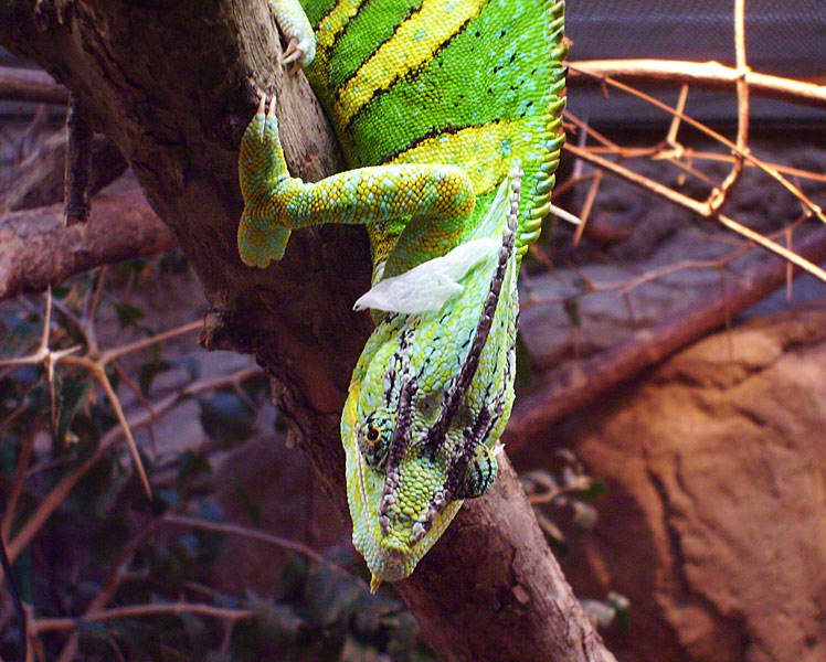 Jemen-Chamäleon im Zoo Wuppertal im März 2009 auf dem Weg zum Lebendfutter