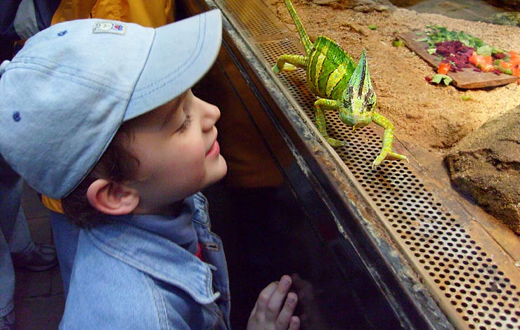 Jemen-Chamäleon im Wuppertaler Zoo im Mai 2008