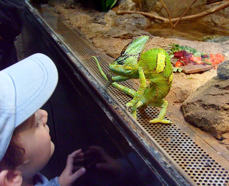 Jemen-Chamäleon im Zoologischen Garten Wuppertal im Mai 2008