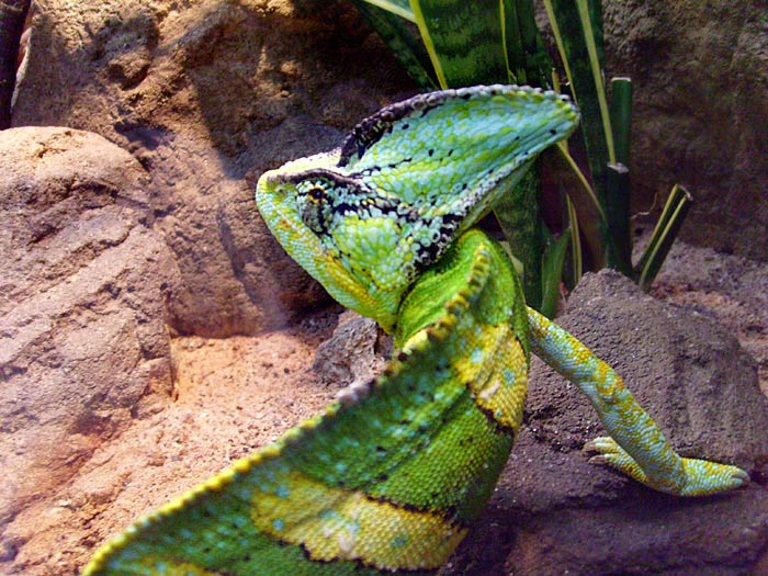 Jemen-Chamäleon im Wuppertaler Zoo im Mai 2008