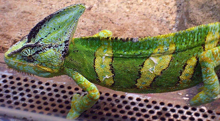 Jemen-Chamäleon im Zoo Wuppertal im April 2008