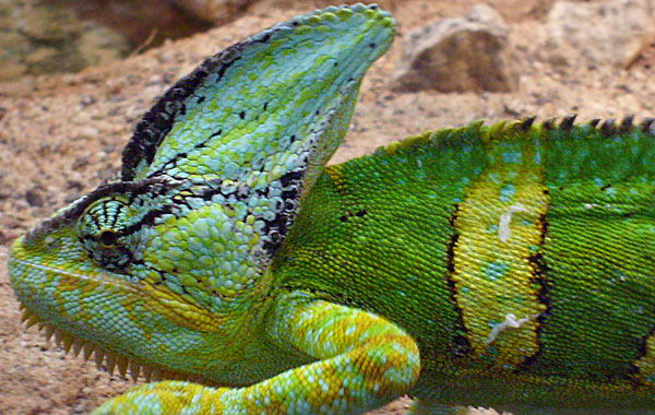 Jemen-Chamäleon im Zoologischen Garten Wuppertal im April 2008