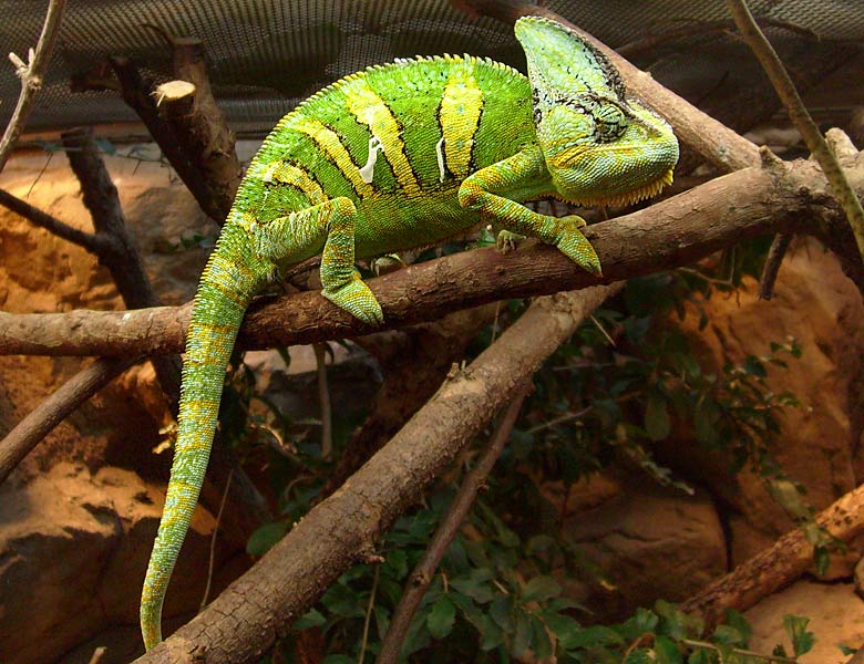 Jemen-Chamäleon im Zoologischen Garten Wuppertal im April 2008