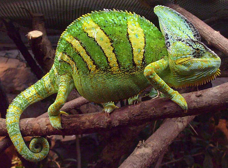 Jemen-Chamäleon im Wuppertaler Zoo im April 2008