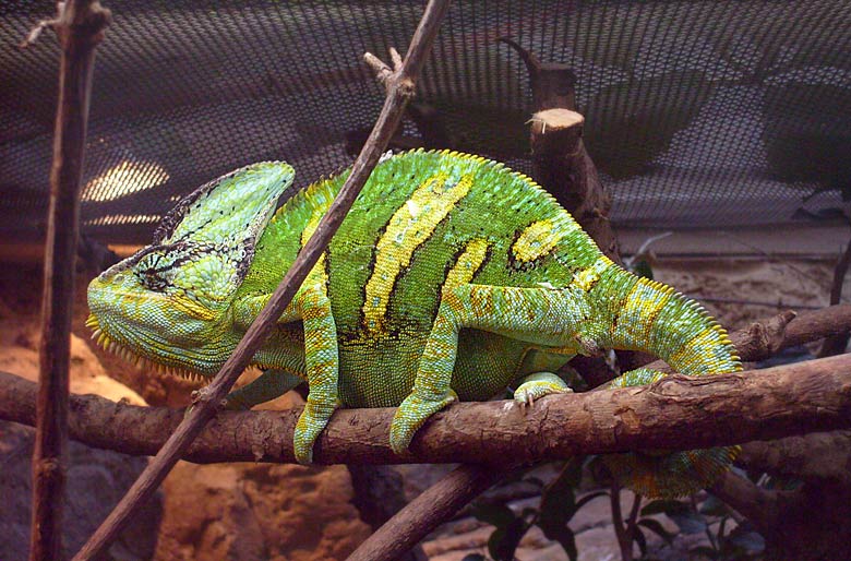 Jemen-Chamäleon im Zoo Wuppertal im April 2008