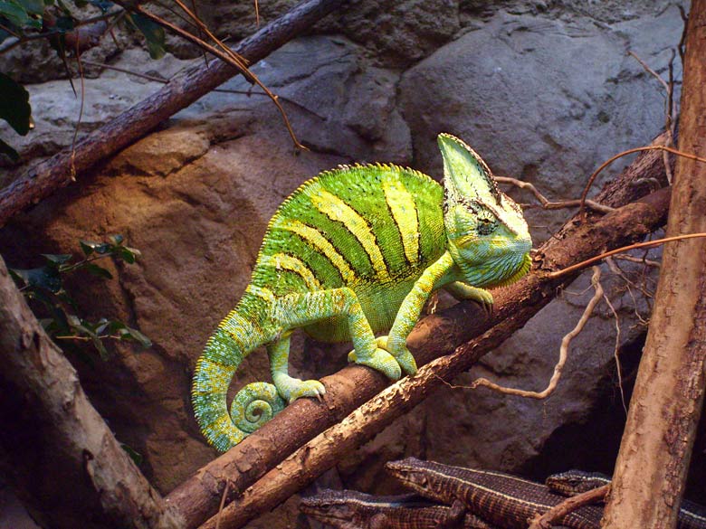 Jemen-Chamäleon im Wuppertaler Zoo im Mai 2008