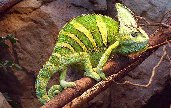 Jemen-Chamäleon im Zoo Wuppertal im Mai 2008