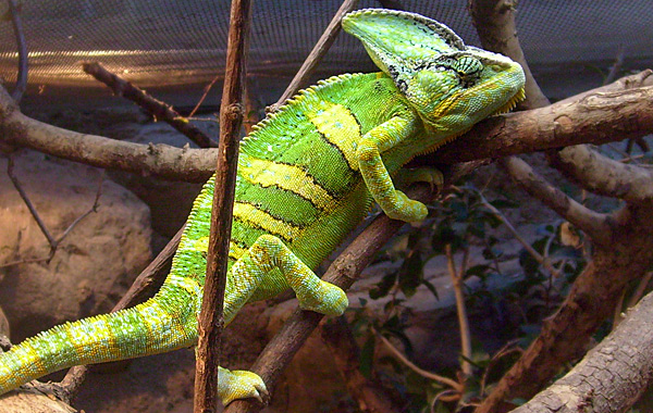 Jemen-Chamäleon im Wuppertaler Zoo im November 2008