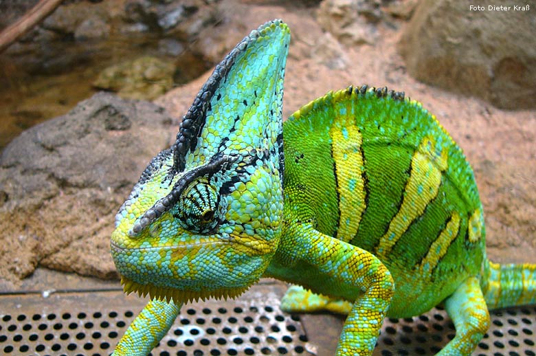 Jemen-Chamäleon im Zoologischen Garten Wuppertal im März 2008 (Foto Dieter Kraß)