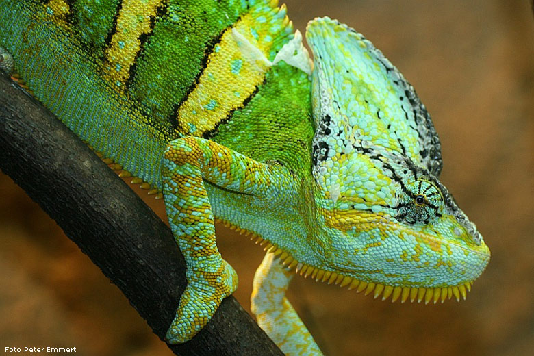 Jemen-Chamäleon im Wuppertaler Zoo im Januar 2008 (Foto Peter Emmert)