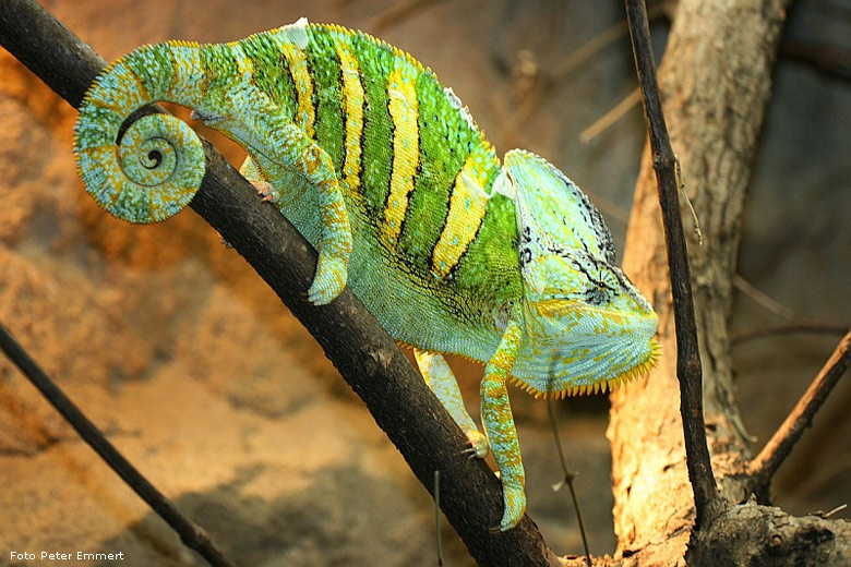 Jemen-Chamäleon im Zoo Wuppertal im Januar 2008 (Foto Peter Emmert)