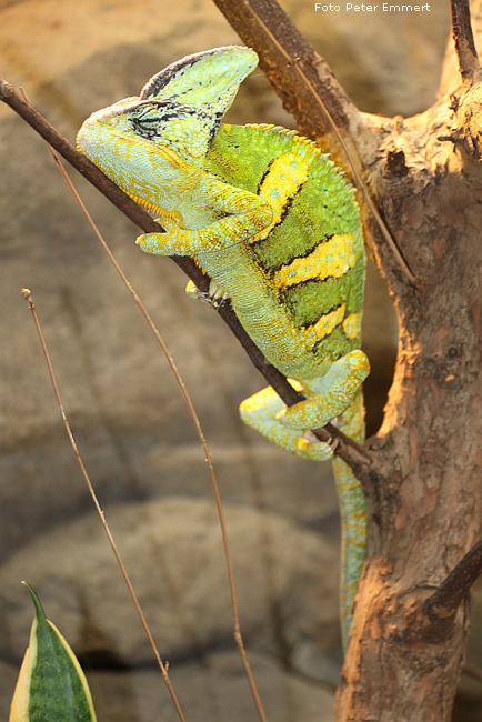 Jemen-Chamäleon im Wuppertaler Zoo im Februar 2009 (Foto Peter Emmert)