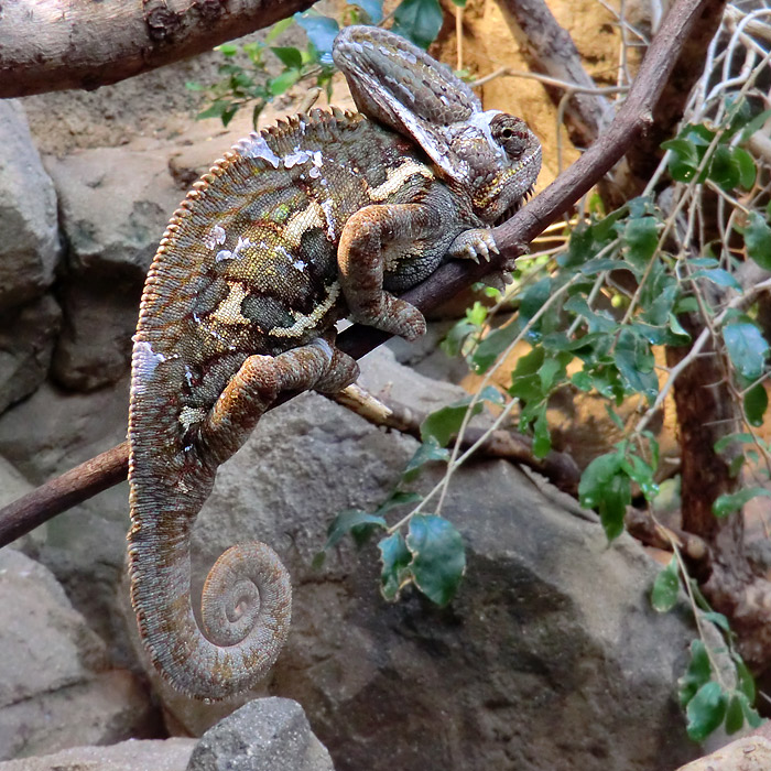 Jemen-Chamäleon im Wuppertaler Zoo im Juli 2012