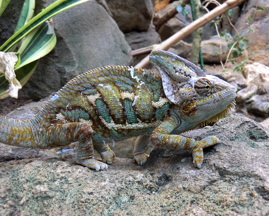 Jemen-Chamäleon im Zoologischen Garten Wuppertal im Juli 2012