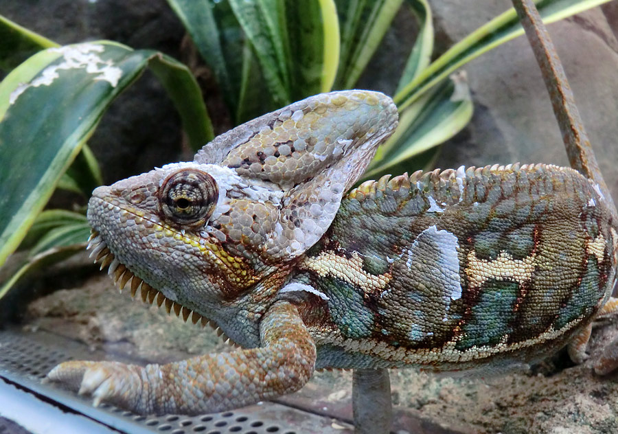 Jemen-Chamäleon im Zoo Wuppertal im Juli 2012