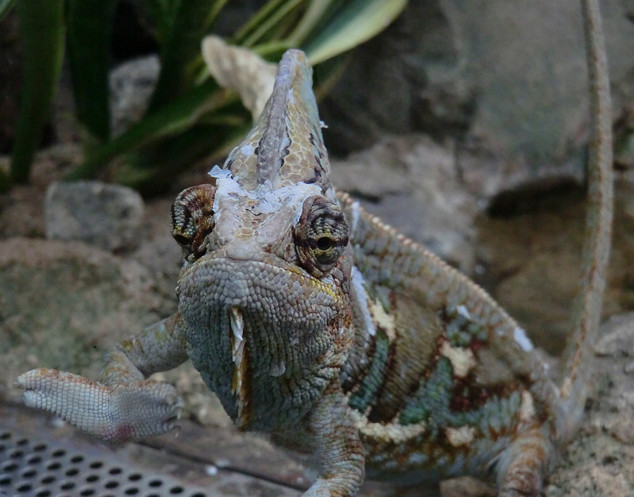 Jemen-Chamäleon im Zoologischen Garten Wuppertal im Juli 2012