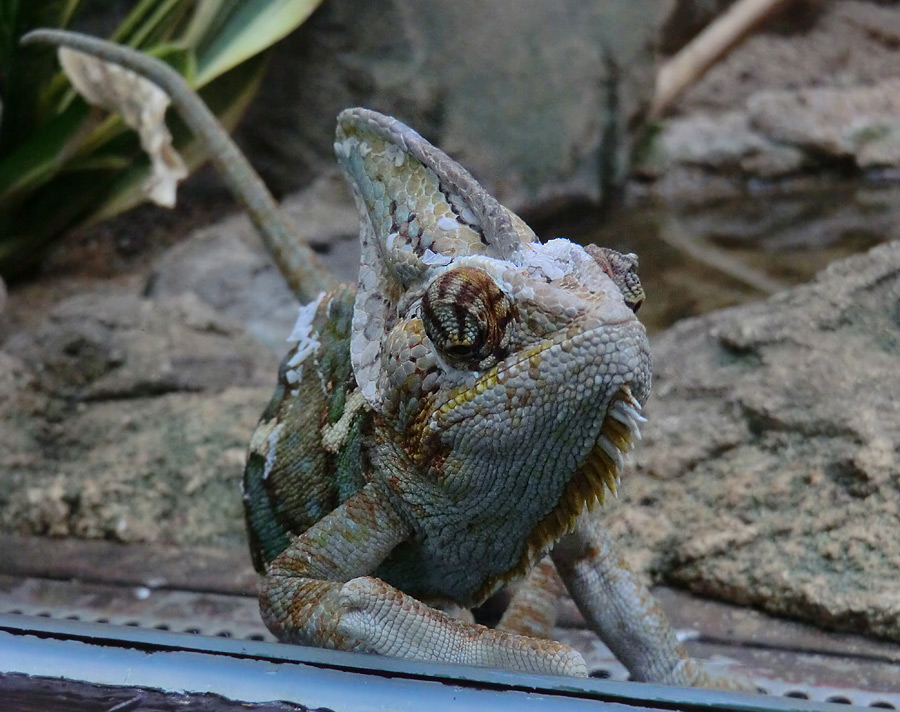 Jemen-Chamäleon im Wuppertaler Zoo im Juli 2012