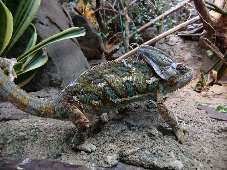 Jemen-Chamäleon im Zoo Wuppertal im Juli 2012