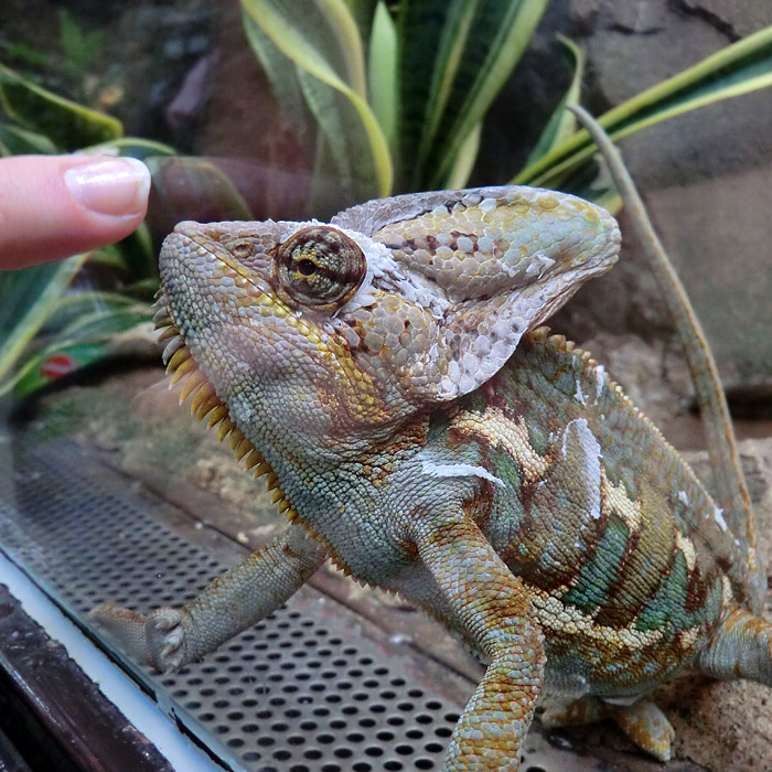 Jemen-Chamäleon im Wuppertaler Zoo im Juli 2012