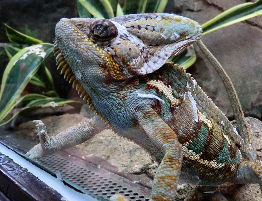 Jemen-Chamäleon im Wuppertaler Zoo im Juli 2012