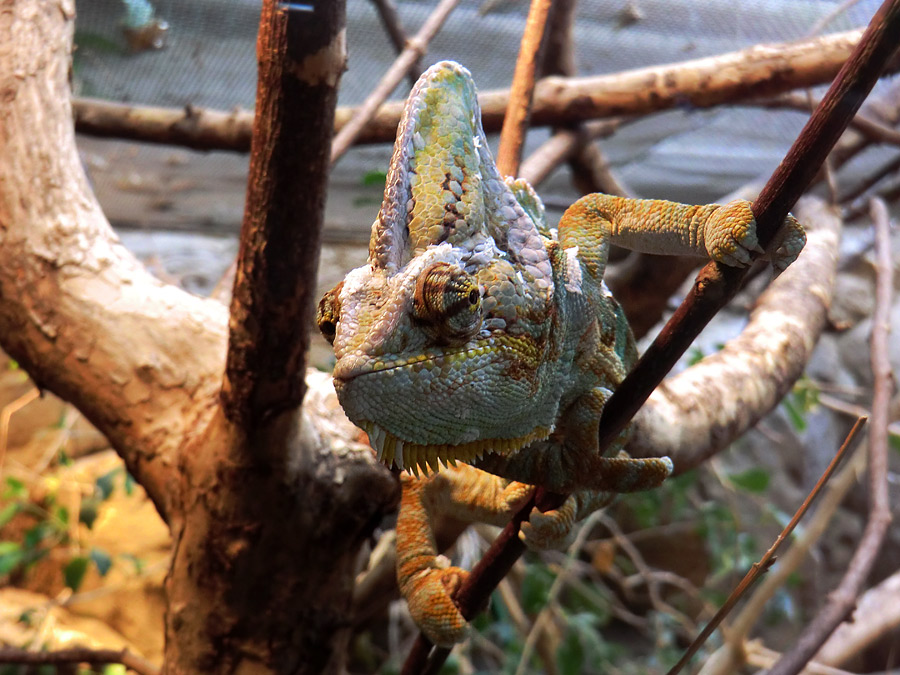 Jemen-Chamäleon im Wuppertaler Zoo im Juli 2012