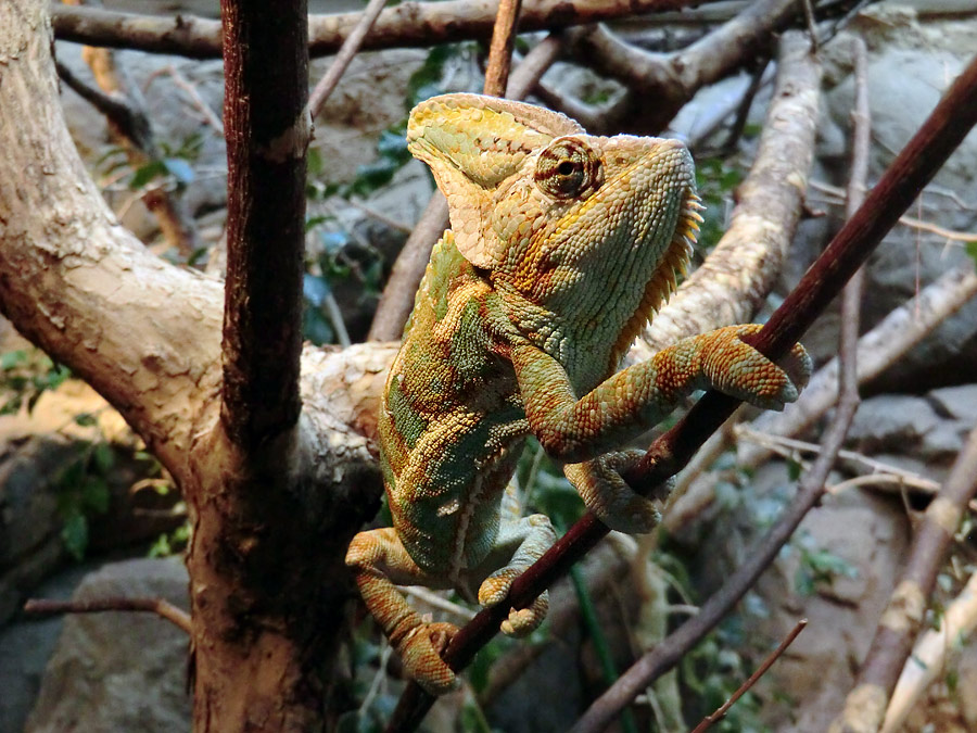 Jemen-Chamäleon im Zoo Wuppertal im Juli 2012