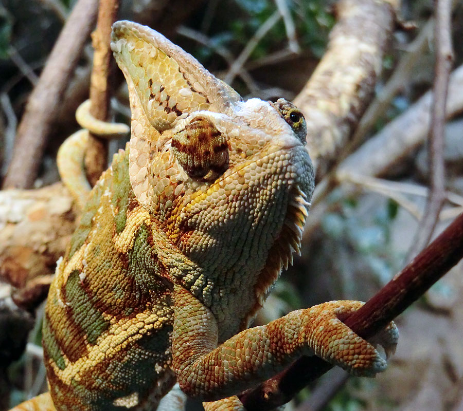 Jemen-Chamäleon im Zoologischen Garten Wuppertal im Juli 2012