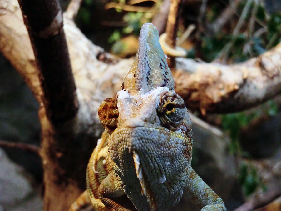 Jemen-Chamäleon im Wuppertaler Zoo im Juli 2012