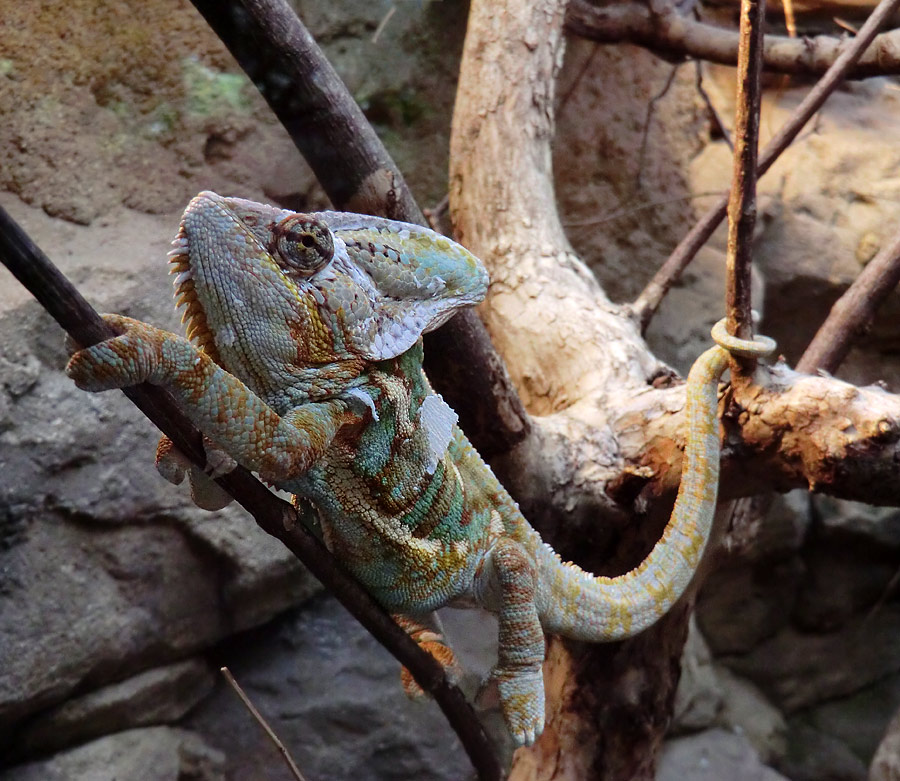 Jemen-Chamäleon im Zoo Wuppertal im Juli 2012