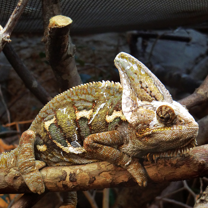 Jemen-Chamäleon im Wuppertaler Zoo im September 2012