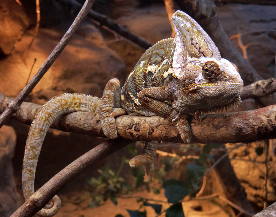 Jemen-Chamäleon im Wuppertaler Zoo im September 2012