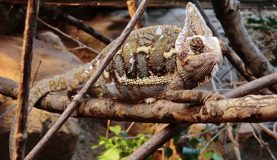 Jemen-Chamäleon im Wuppertaler Zoo im Oktober 2012