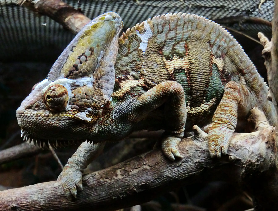 Jemen-Chamäleon im Zoo Wuppertal im November 2012