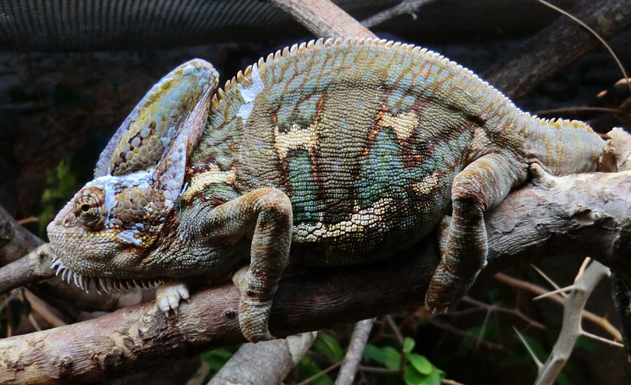 Jemen-Chamäleon im Zoologischen Garten Wuppertal im November 2012