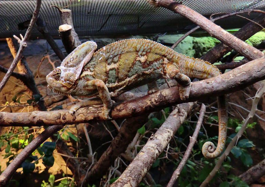 Jemen-Chamäleon im Zoologischen Garten Wuppertal im Januar 2013