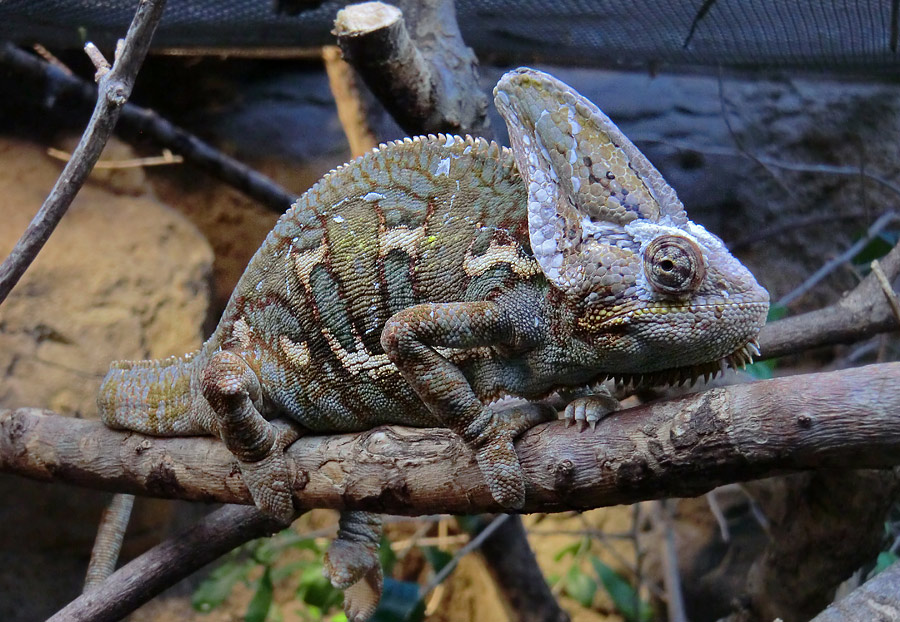 Jemen-Chamäleon im Zoologischen Garten Wuppertal im Januar 2013