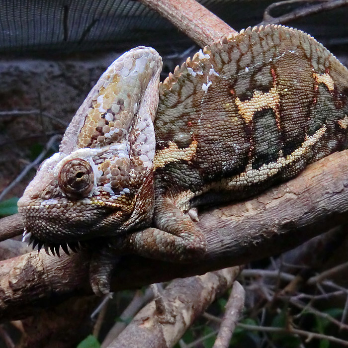 Jemen-Chamäleon im Wuppertaler Zoo im Januar 2013