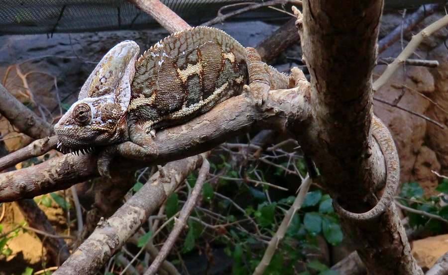 Jemen-Chamäleon im Zoo Wuppertal im Januar 2013