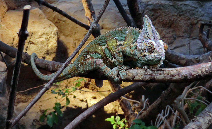 Jemen-Chamäleon im Zoo Wuppertal im März 2013