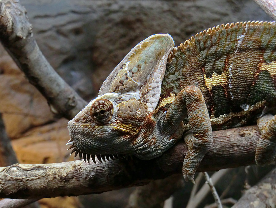 Jemen-Chamäleon im Wuppertaler Zoo im März 2013