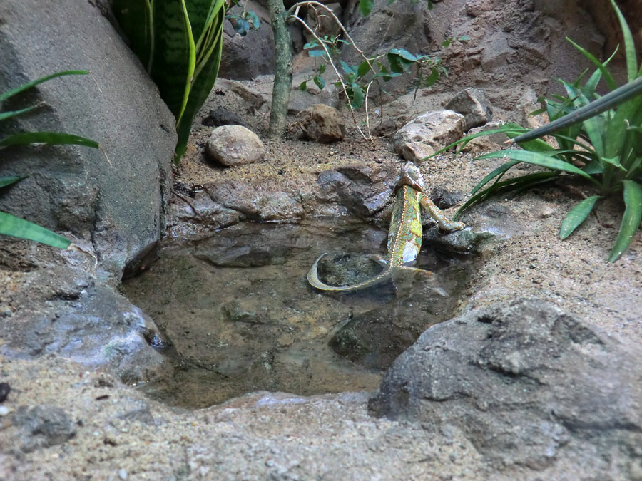 Jemen-Chamäleon im Zoologischen Garten Wuppertal im Mai 2013