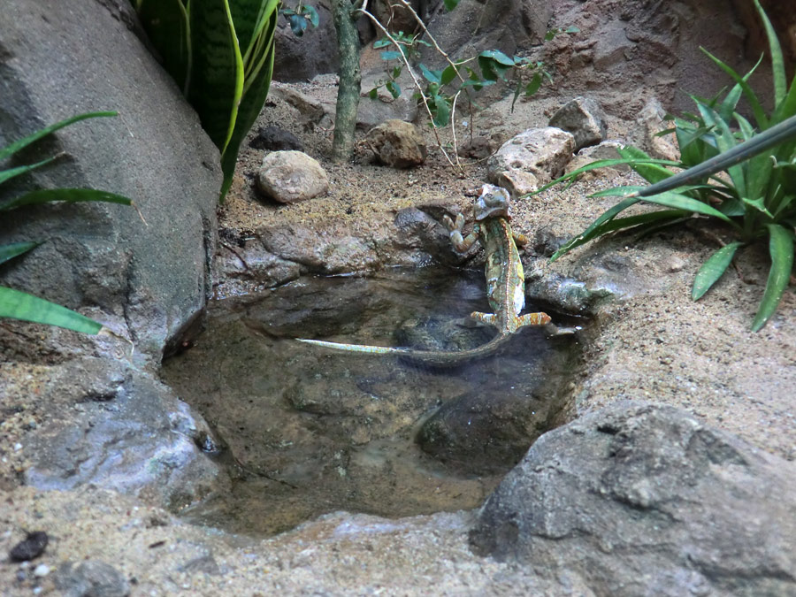 Jemen-Chamäleon im Wuppertaler Zoo im Mai 2013