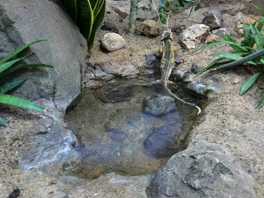 Jemen-Chamäleon im Zoo Wuppertal im Mai 2013