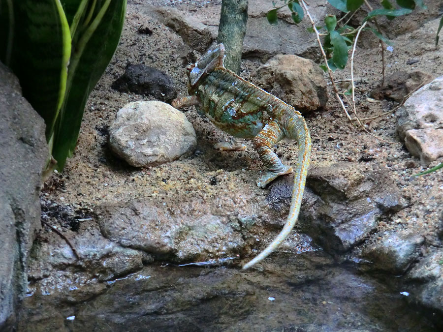 Jemen-Chamäleon im Wuppertaler Zoo im Mai 2013