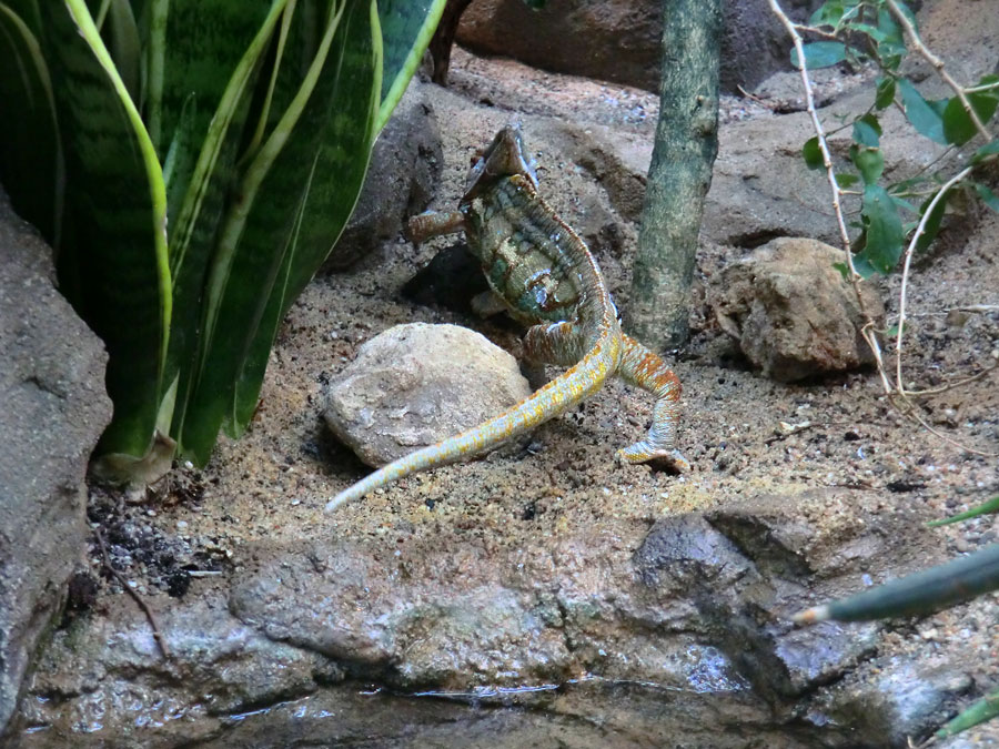 Jemen-Chamäleon im Zoo Wuppertal im Mai 2013