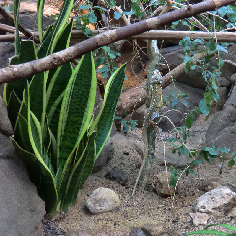 Jemen-Chamäleon im Zoo Wuppertal im Mai 2013