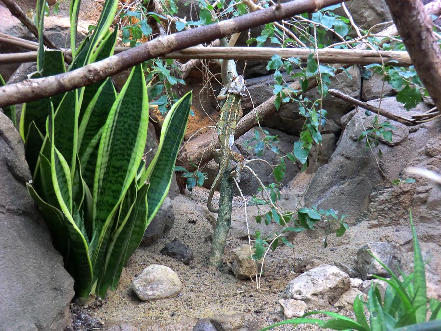 Jemen-Chamäleon im Zoologischen Garten Wuppertal im Mai 2013