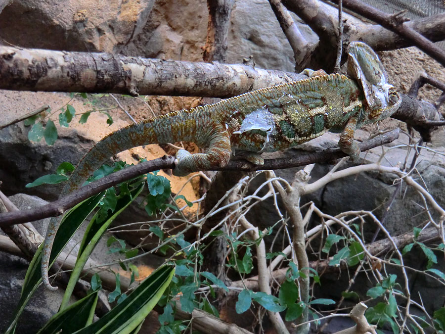 Jemen-Chamäleon im Wuppertaler Zoo im Mai 2013