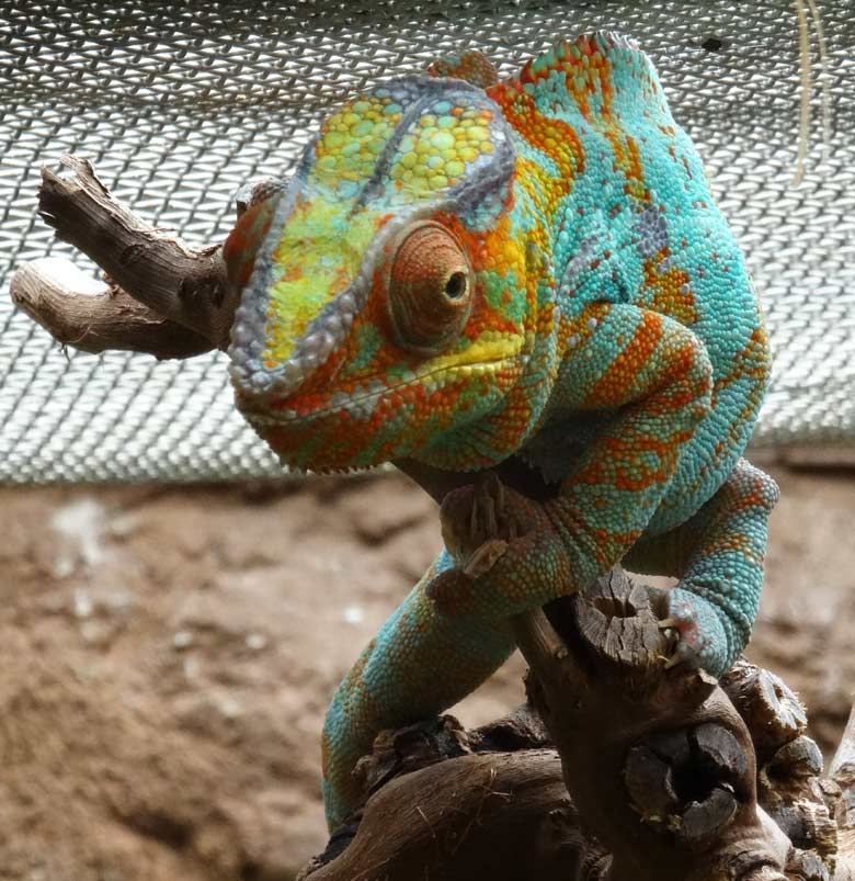 Pantherchamäleon am 20. Mai 2017 im Terrarium im Grünen Zoo Wuppertal